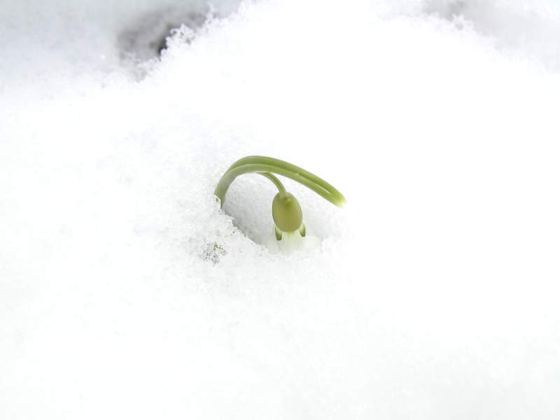 スノードロップ1